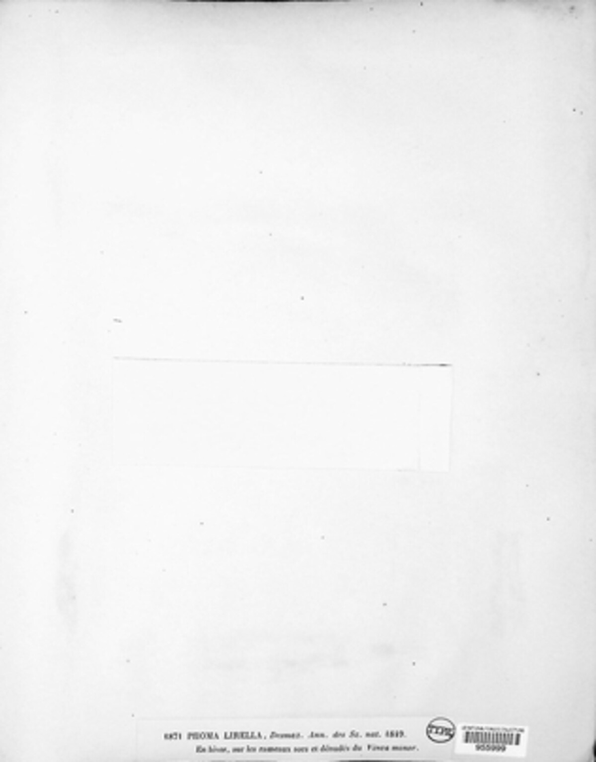 Phomopsis lirella image